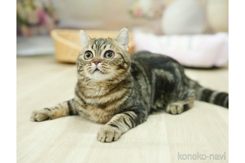 成約済の千葉県のミヌエット-105860の3枚目